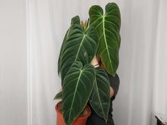 Philodendron Melanochrysum groß