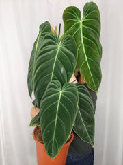 Philodendron Melanochrysum groß