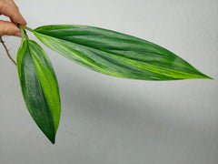 Epipremnum Amplissimum Aurea Stecklinge