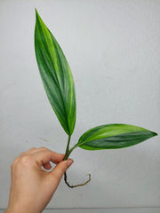 Epipremnum Amplissimum Aurea Stecklinge