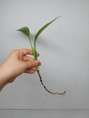 Epipremnum Amplissimum Aurea Stecklinge