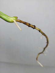 Epipremnum Amplissimum Aurea Stecklinge