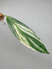 Epipremnum Amplissimum Aurea Stecklinge