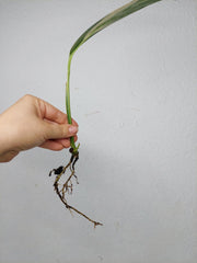 Epipremnum Amplissimum Aurea Stecklinge