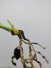 Epipremnum Amplissimum Aurea Stecklinge