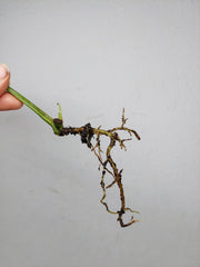 Epipremnum Amplissimum Aurea Stecklinge