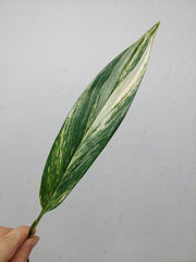 Epipremnum Amplissimum Aurea Stecklinge