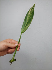 Epipremnum Amplissimum Aurea Stecklinge