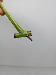 Epipremnum Amplissimum Aurea Stecklinge
