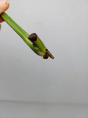 Epipremnum Amplissimum Aurea Stecklinge