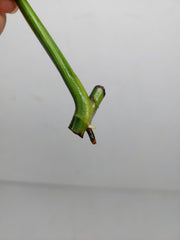 Epipremnum Amplissimum Aurea Stecklinge