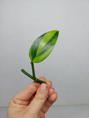 Epipremnum Amplissimum Aurea Stecklinge