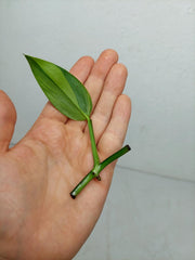 Epipremnum Amplissimum Aurea Stecklinge