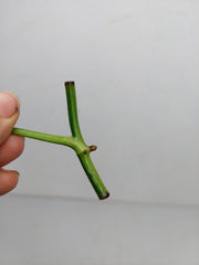 Epipremnum Amplissimum Aurea Stecklinge
