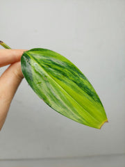 Epipremnum Amplissimum Aurea Stecklinge