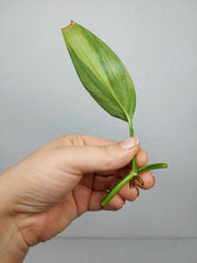 Epipremnum Amplissimum Aurea Stecklinge