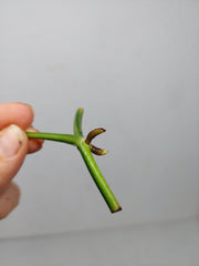 Epipremnum Amplissimum Aurea Stecklinge