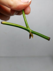 Epipremnum Amplissimum Aurea Stecklinge