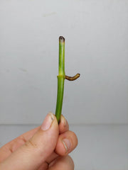Epipremnum Amplissimum Aurea Stecklinge