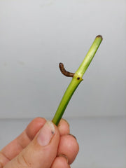 Epipremnum Amplissimum Aurea Stecklinge