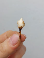 Alocasia Macrorrhiza Splash (Rhizom / Bulbe)