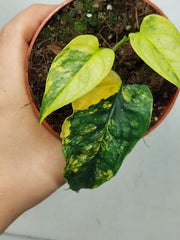 Monstera Siltepecana Aurea