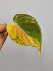 Philodendron Micans Aurea Steckling