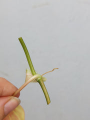 Philodendron Micans Aurea Steckling