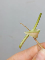 Philodendron Micans Aurea Steckling