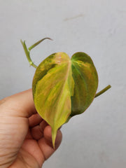 Philodendron Micans Aurea Steckling
