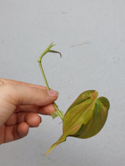 Philodendron Micans Aurea Steckling