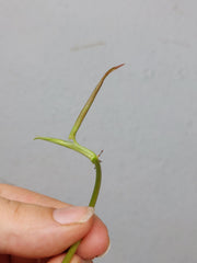 Philodendron Micans Aurea Steckling