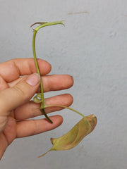 Philodendron Micans Aurea Steckling
