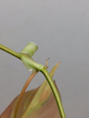 Philodendron Micans Aurea Steckling