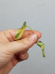 Philodendron Micans Aurea Steckling