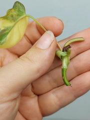 Philodendron Micans Aurea Steckling