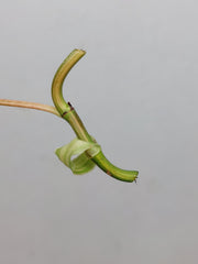 Philodendron Micans Aurea Steckling