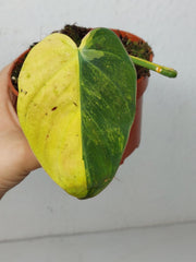 Philodendron Micans Aurea Steckling