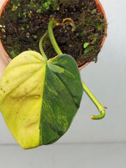 Philodendron Micans Aurea Steckling