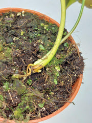Philodendron Micans Aurea Steckling