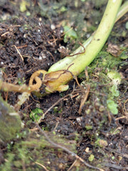 Philodendron Micans Aurea Steckling