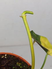 Philodendron Micans Aurea Steckling