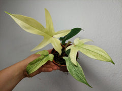 Philodendron Florida Ghost