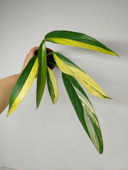 Epipremnum Amplissimum Aurea