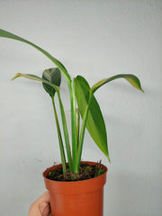 Epipremnum Amplissimum Aurea