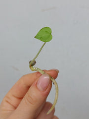 Anthurium Clarinervium Seedling