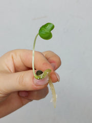 Anthurium Clarinervium Seedling