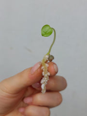 Anthurium Clarinervium Seedling