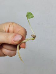 Anthurium Clarinervium Seedling