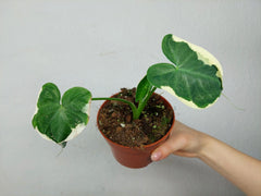 Alocasia Mickey Mouse / Xanthosoma Variegata